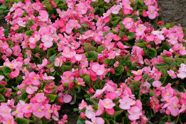 Taie de traversin en pure soie : douceur et luxe assurés