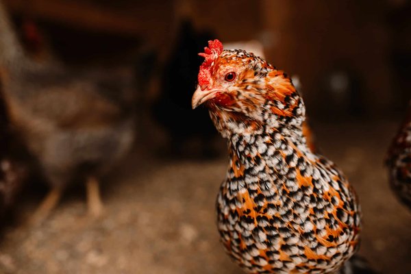 Quelles fleurs comestibles sont les plus faciles à cultiver en pots sur un rebord de fenêtre ?
